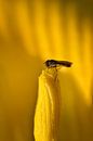 Eine Schwebfliege sitzt auf einem gelben Blütenstempel von Ulrike Leone Miniaturansicht