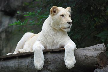 White Lion van Thea Plus