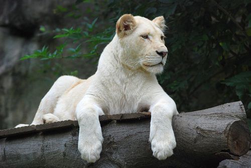 White Lion