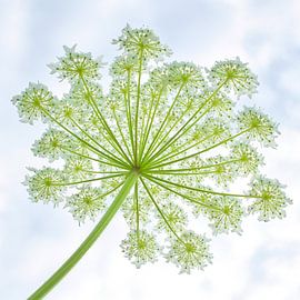 Wreath of giant hogweed 1 by Jaap Tanis