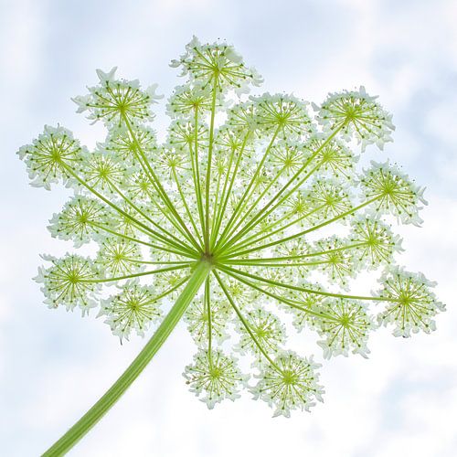 Wreath of giant hogweed 1