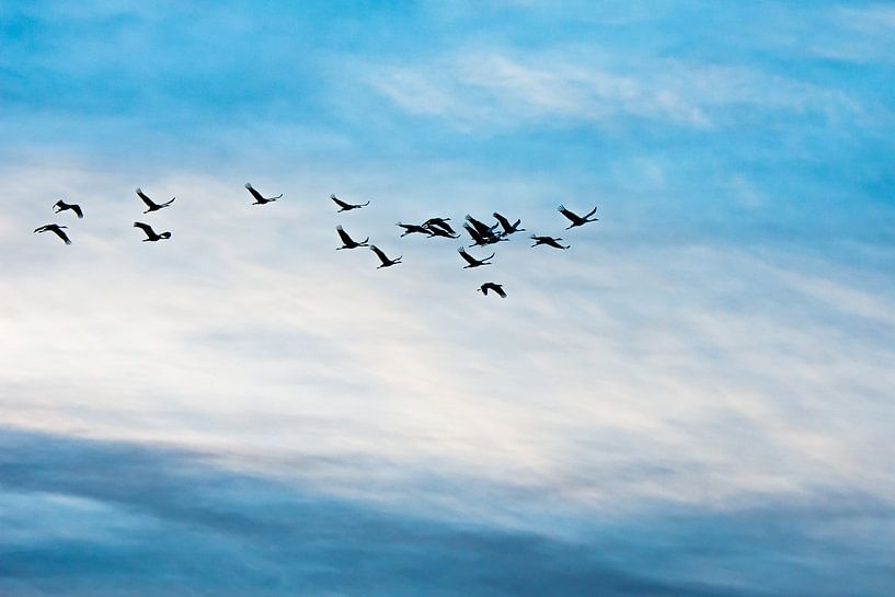 Cranes in Diepholz by Danny Slijfer Natuurfotografie