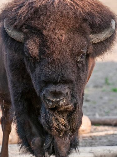 Bison : Tierpark Blijdorp