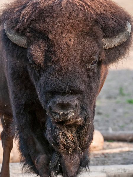 Bison : Zoo de Blijdorp par Loek Lobel