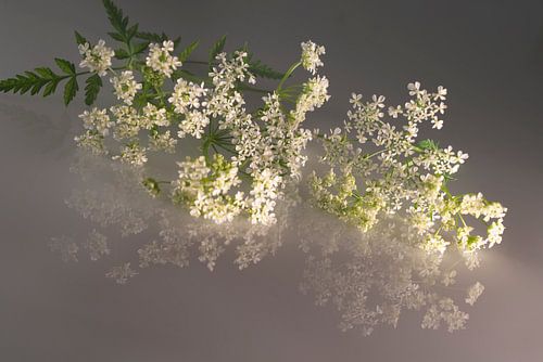 Fluitenkruid. Romantisch. Taupe met wit.