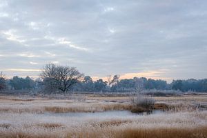 Gefrorener Teich