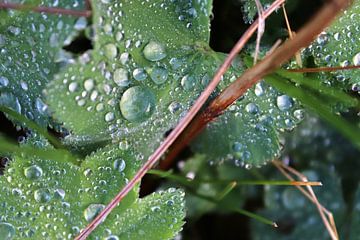 Grüne Pflanzen und Blätter mit frischen Regentropfen darauf