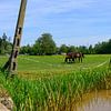 Photo de deux chevaux dans un champ près d'un ruisseau et d'un poteau téléphonique sur Kristof Leffelaer