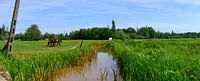 Foto van twee paarden die in ​​in een veld staabn naast een beek en een telefoonpaal