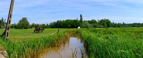 Foto von zwei Pferden, die auf einem Feld neben einem Bach und einem Telefonmast stehen