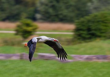 Young stork in flight