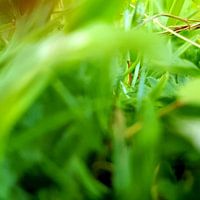 Zo groen als gras