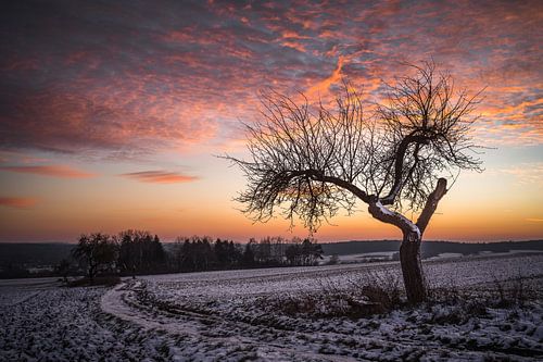 Winteravondlucht bij de oude appelboom