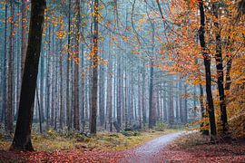 Speulderbos 2023 - 8