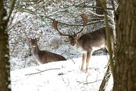 fallow deer in the snow by Merijn Loch