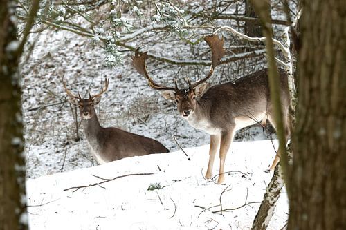 Damhirsche im Schnee