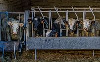 Young cows