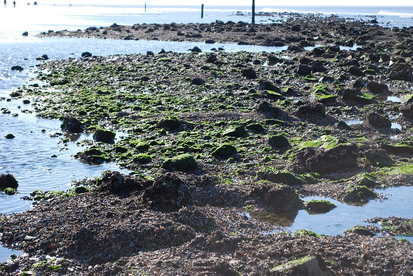 Strand van Ameland von Jetty Boterhoek