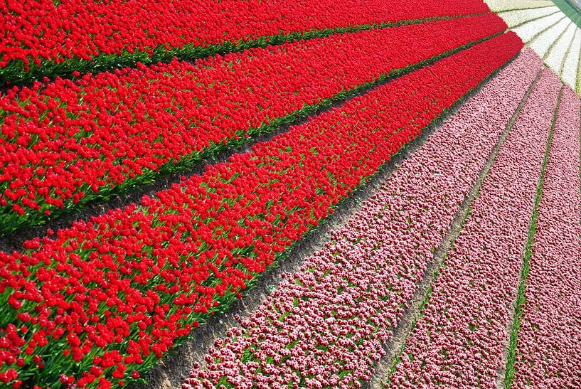 Beautiful lines of the bulb fields by Natuurpracht   Kees Doornenbal