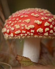 Conte de fées sur le sol de la forêt