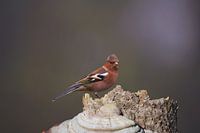Chaffinch
