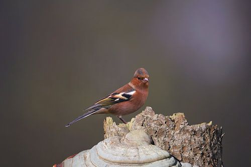 Vink