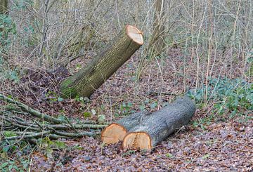 Fallen tree in a dutch forest van Micha Klootwijk