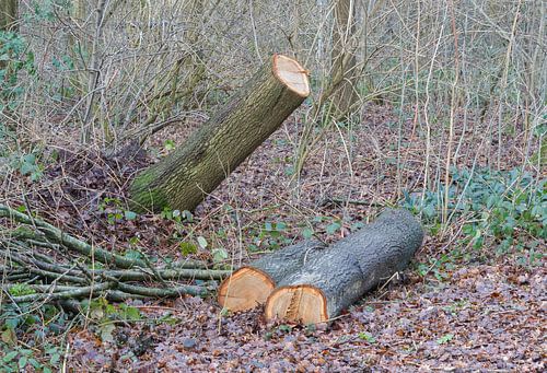 Fallen tree in a dutch forest