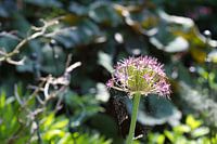 spinneweb