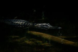 Alligator by Hennie Zeij