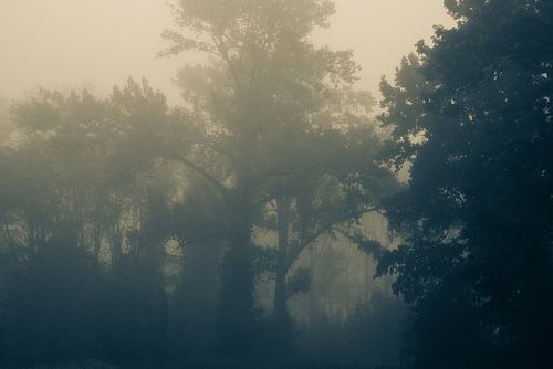 Arbres en éveil dans la lumière du matin. Monochrome.