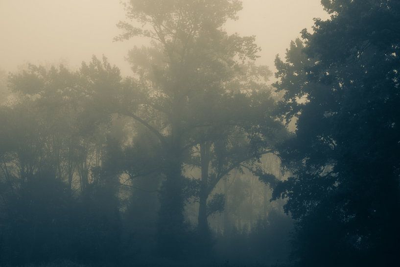 Awakening trees in the morning light. Monochrome. by Femke den Hollander