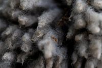 Close-up of a sheepskin