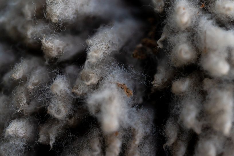 Close-up of a sheepskin by Sander Voost