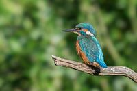 Eisvogel sitzt auf einem Ast.