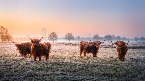 Schotse Hooglanders. van Marco Lok
