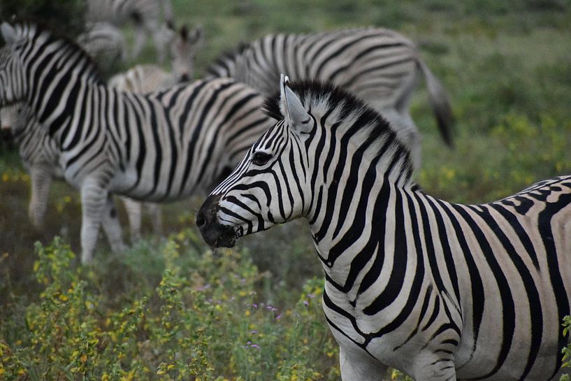 Zebra Botswana by Carlijn Hattink