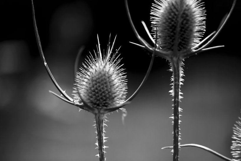 Distel von Thomas Jäger