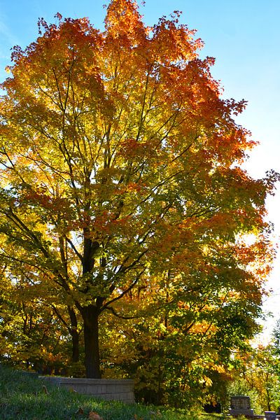 A tree in the graveyard in autumn by Claude Laprise