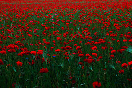 Une mer rouge de coquelicots sur ArtSiriExloo