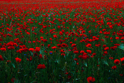 A sea of red poppies