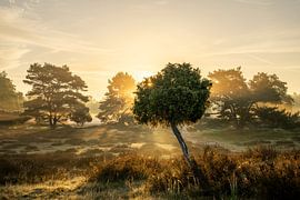 Westruper Heide, Haltern am See, North Rhine-Westphalia, Germany by Alexander Ludwig