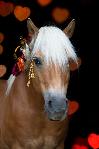 Haflinger with flowers and gold against a backdrop of glowing hearts