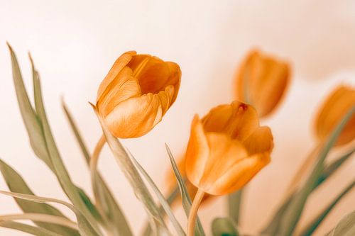 dichte rode tulpen