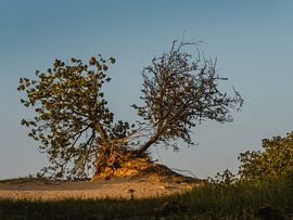 verschiedene Wege von Andre Bolhoeve