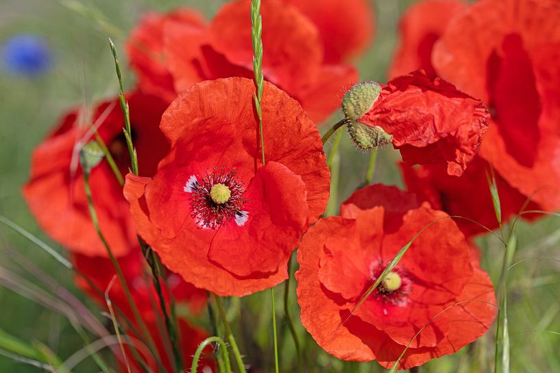 Blühender Klatschmohn, Papaver rhoeas von Michael Schuppich