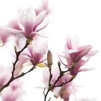 Magnolia branch