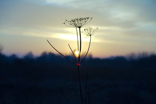 Zonsopkomst in de winter
