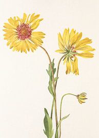 Perennial Gaillardia From North American Wildflowers (1925) Par Mary Vaux Walcott. sur Pictufy