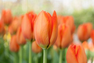 Oranje tulpen van Chantal Cornet
